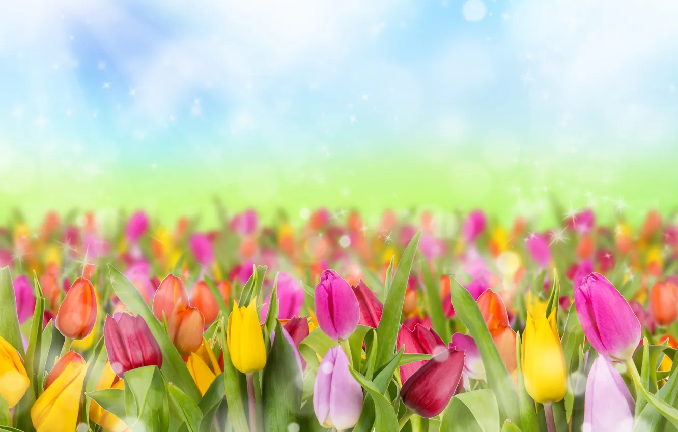 Фото обои блики, весна, тюльпаны