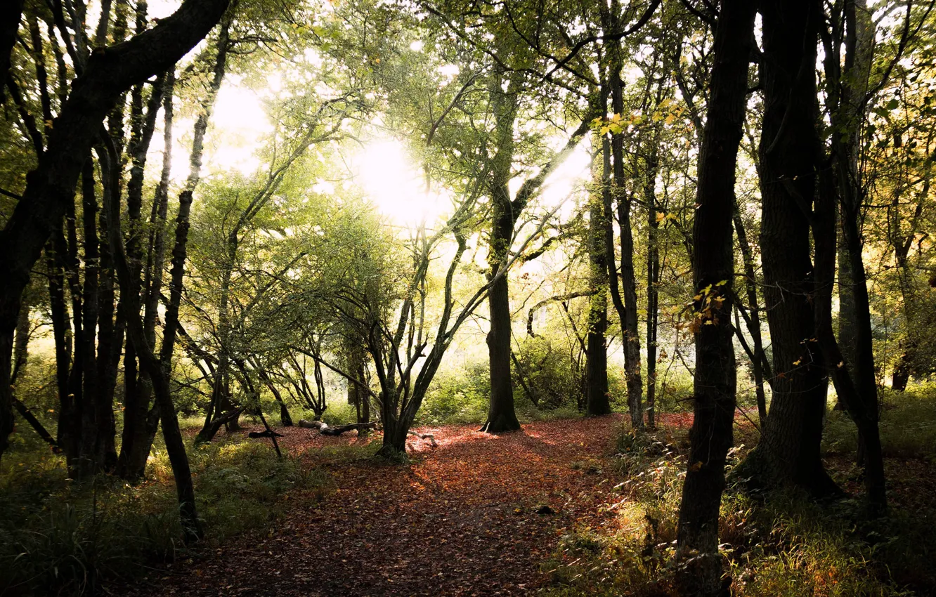 Фото обои forest, pathway, sunlight