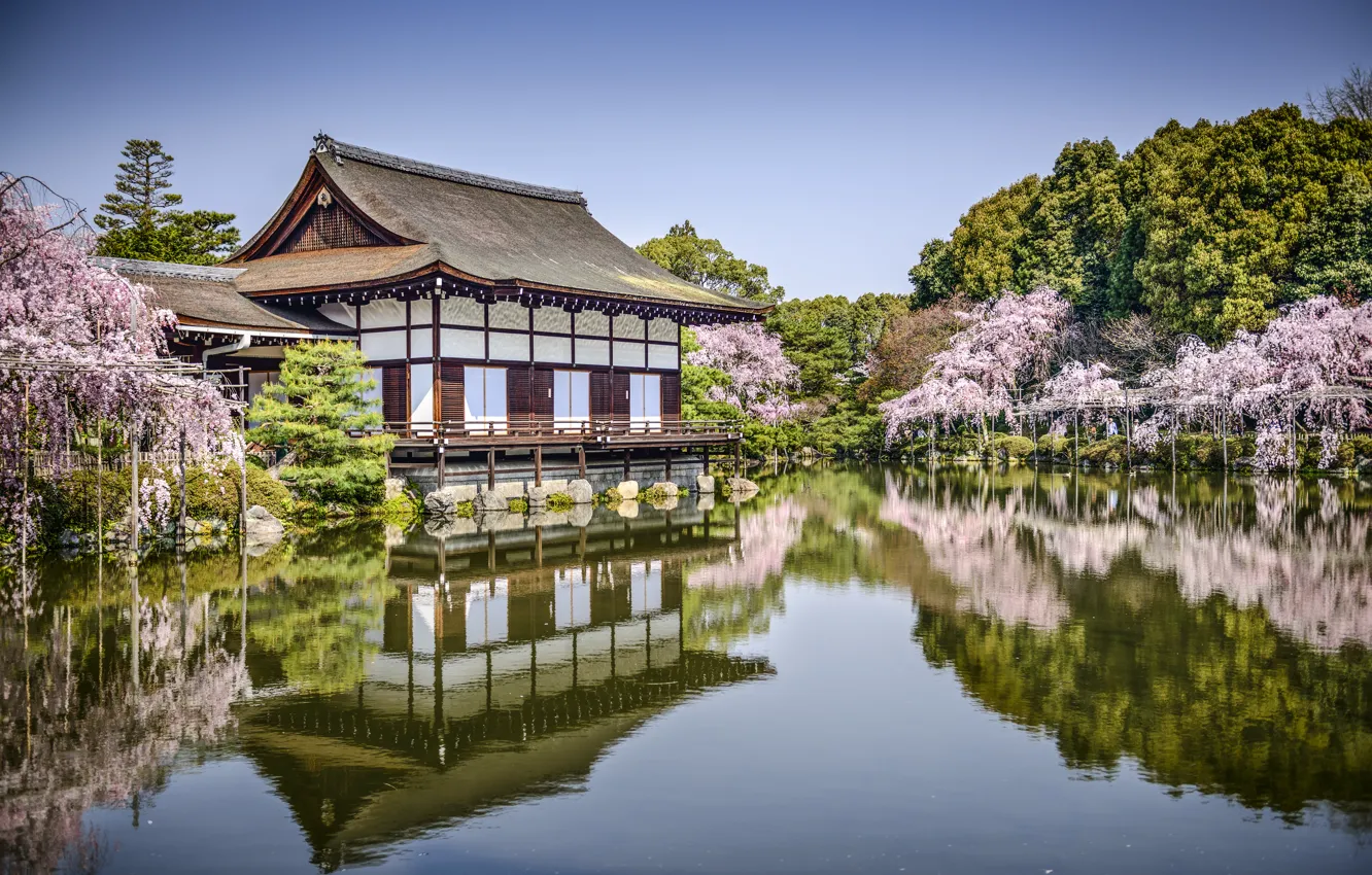 Фото обои деревья, озеро, пруд, парк, отражение, весна, Япония, сакура