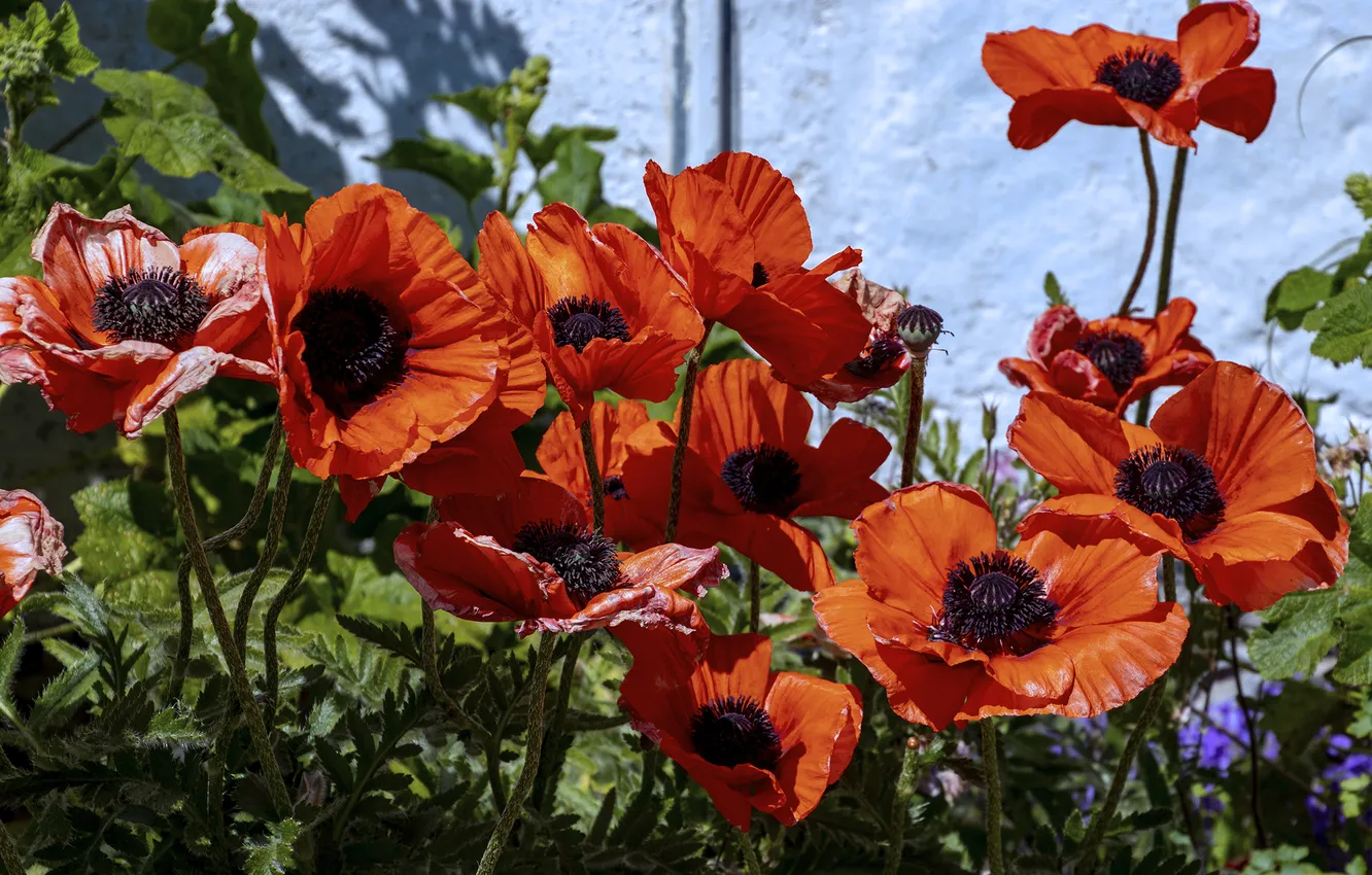 Фото обои лето, маки, солнечно