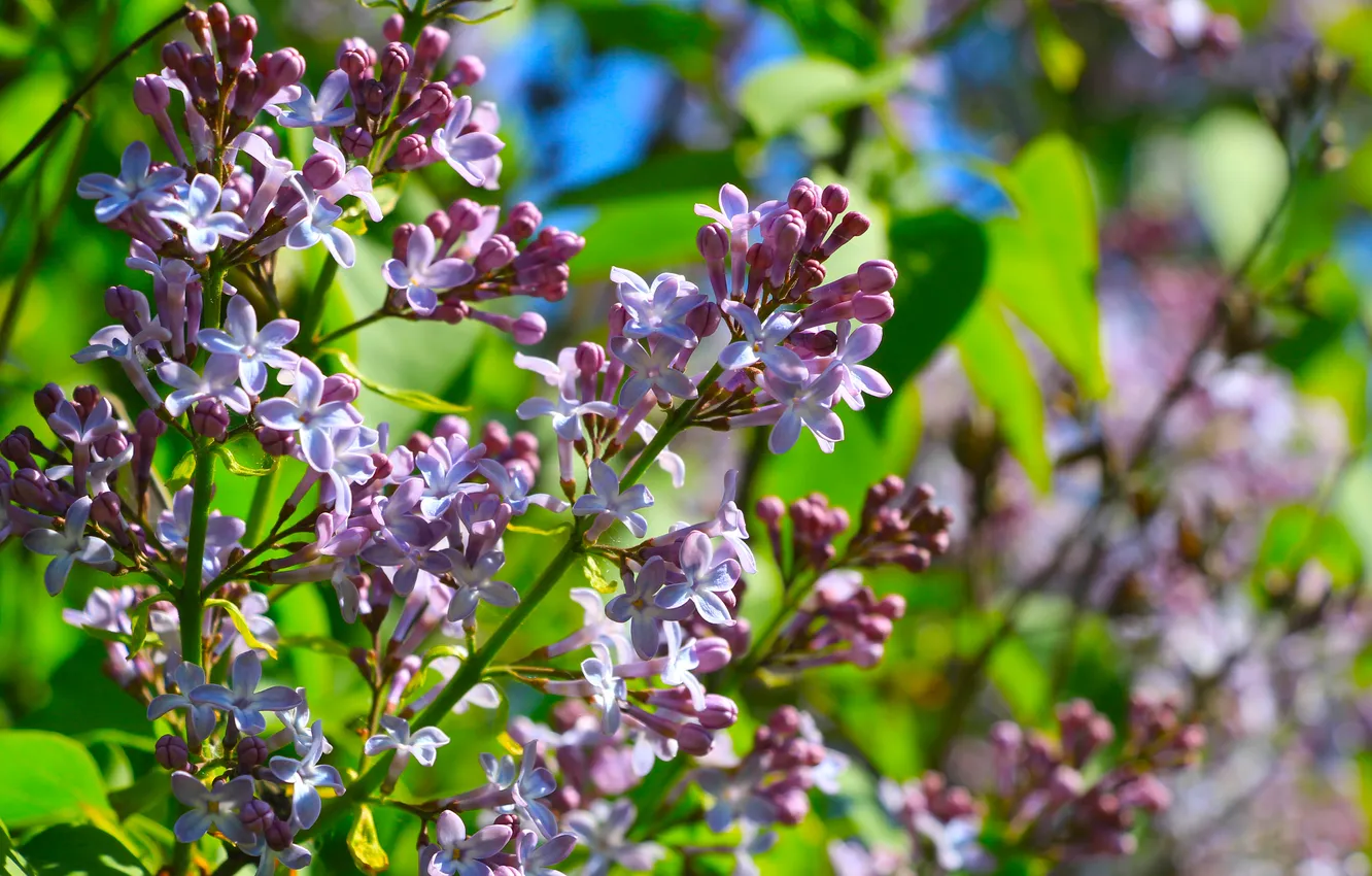 Фото обои flower, spring, lilac