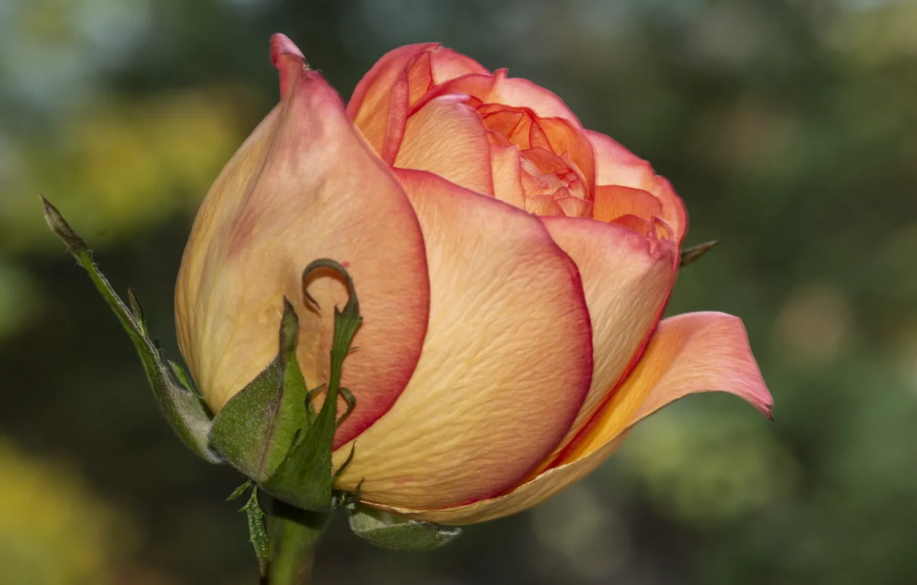 Фото обои цветок, роза, крупным планом