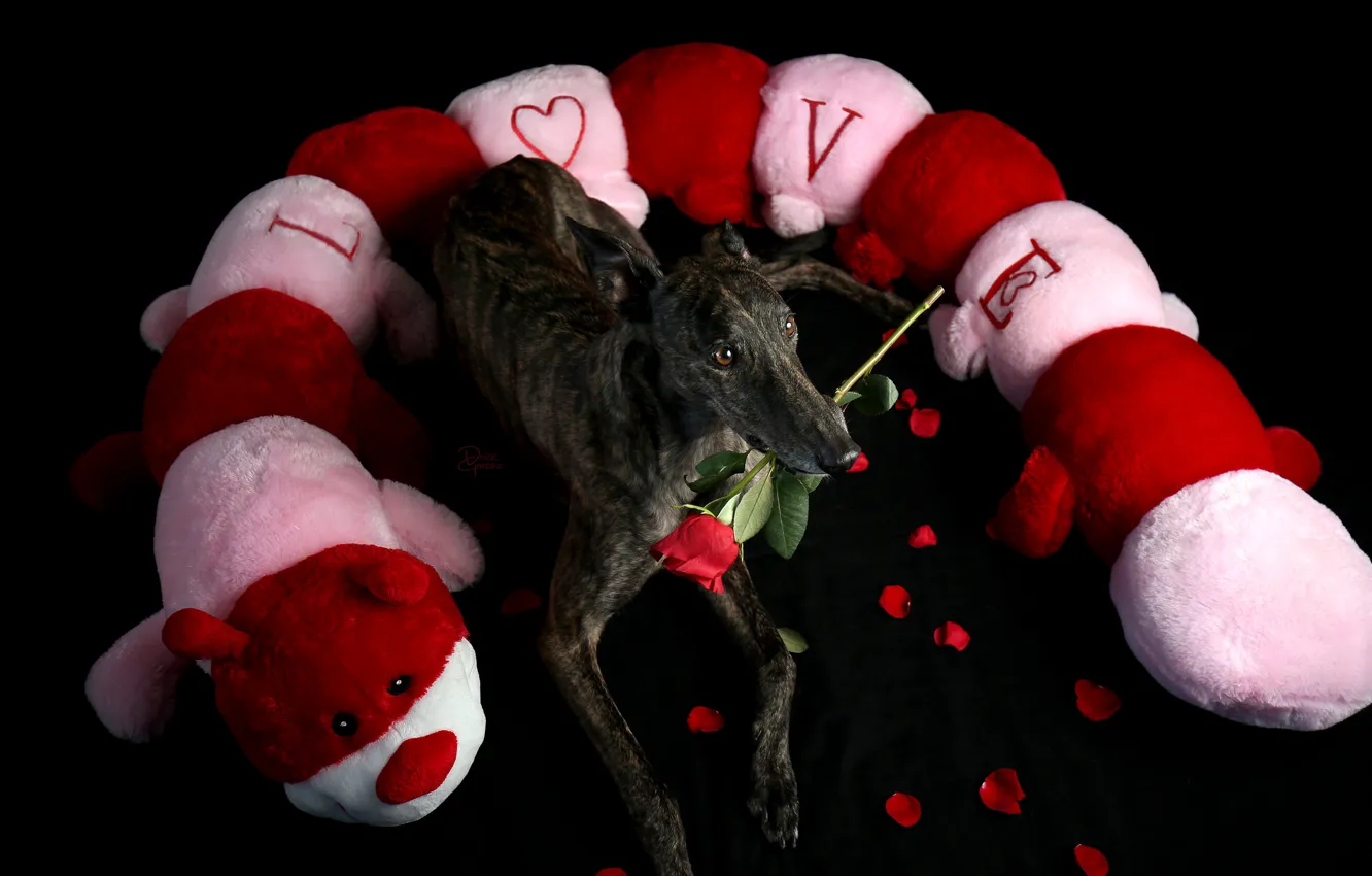 Фото обои взгляд, друг, праздник, роза, собака