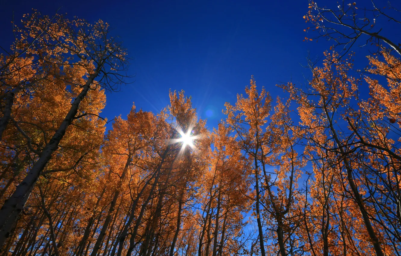 Фото обои осень, небо, листья, солнце, лучи, деревья, Вайоминг, США