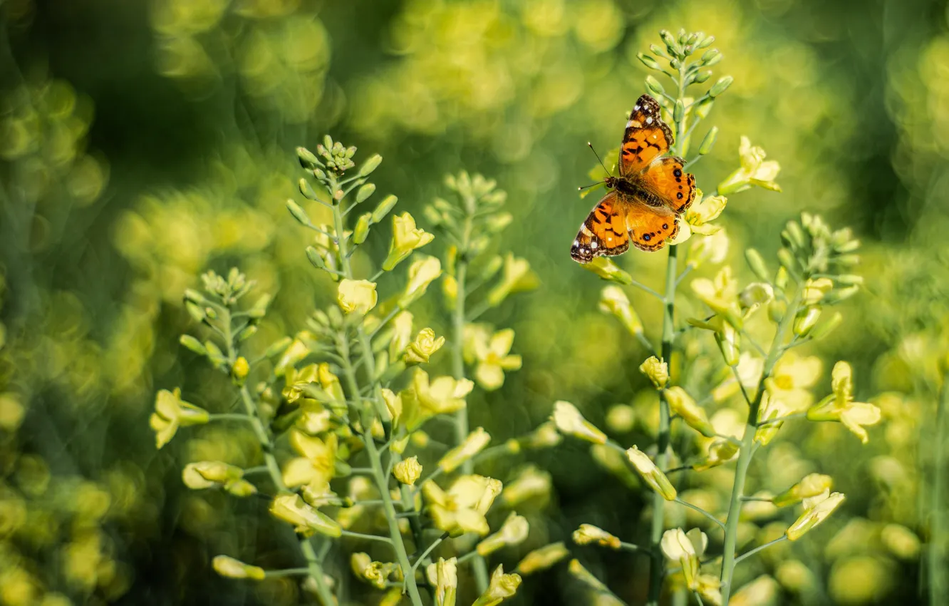 Фото обои цветы, желтый, бабочка, боке, рапс