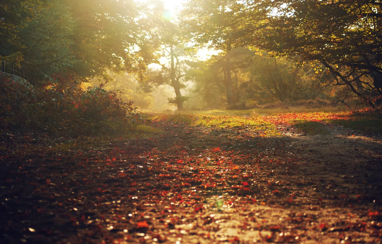 Фото обои осень, листья, лучи, свет, деревья, природа, леса, парки