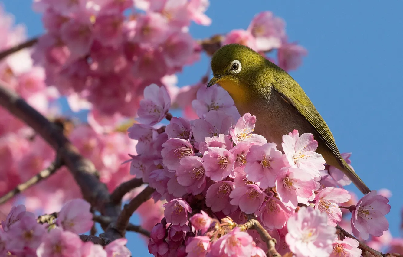 Фото обои вишня, птица, ветка, сакура, цветение, цветки, Японская белоглазка