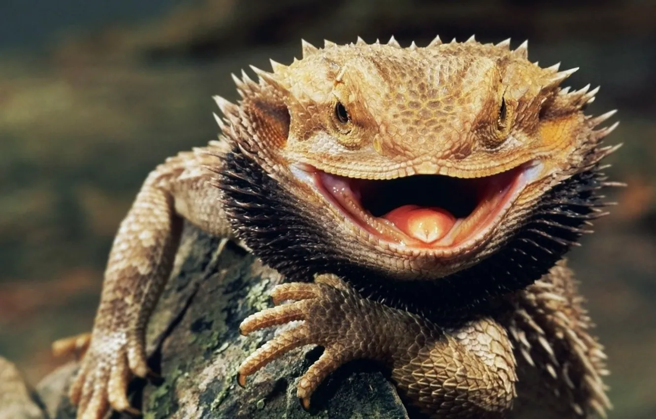 Фото обои animals, Bearded Dragon, animal themes, animal wildlife, lizards