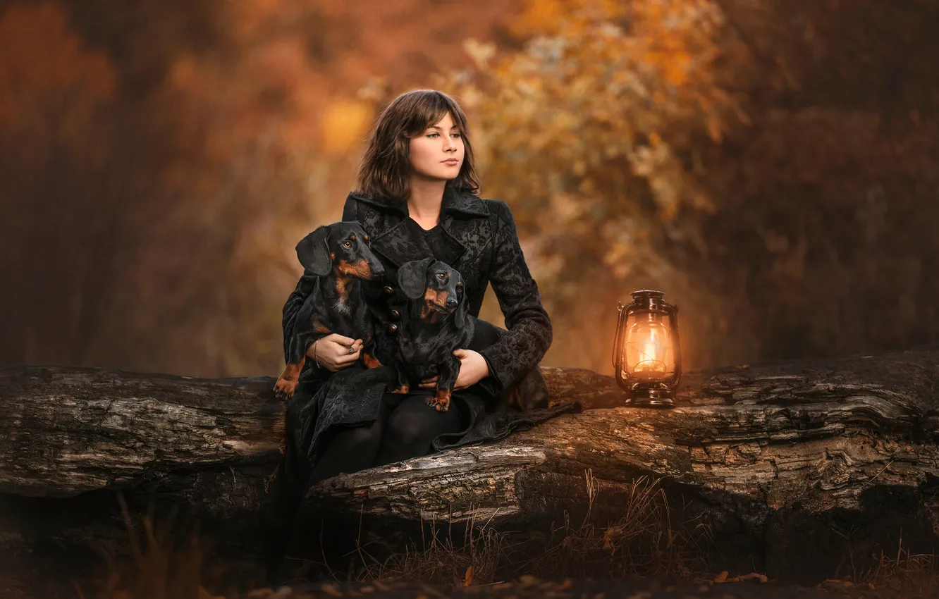 Фото обои девушка, природа, собака, такса