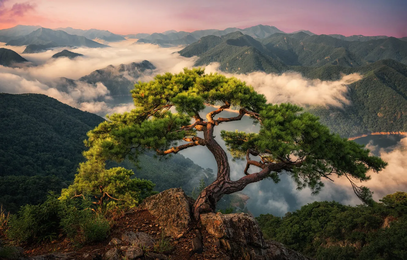 Фото обои облака, пейзаж, горы, природа, дерево, леса, сосна, Южная Корея