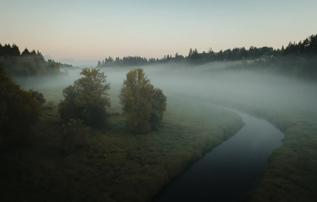 Фото обои лес, небо, вода, туман