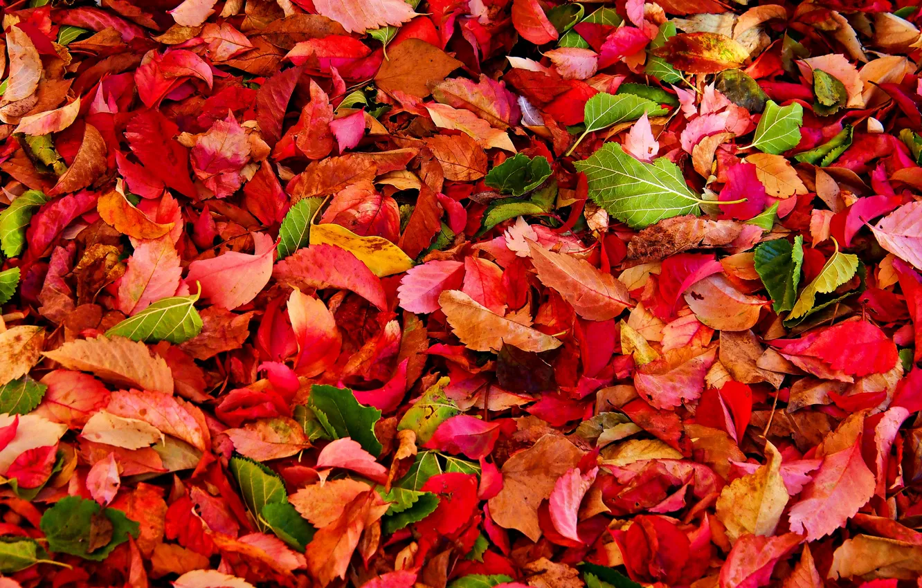 Фото обои осень, листья, текстура, багрянец