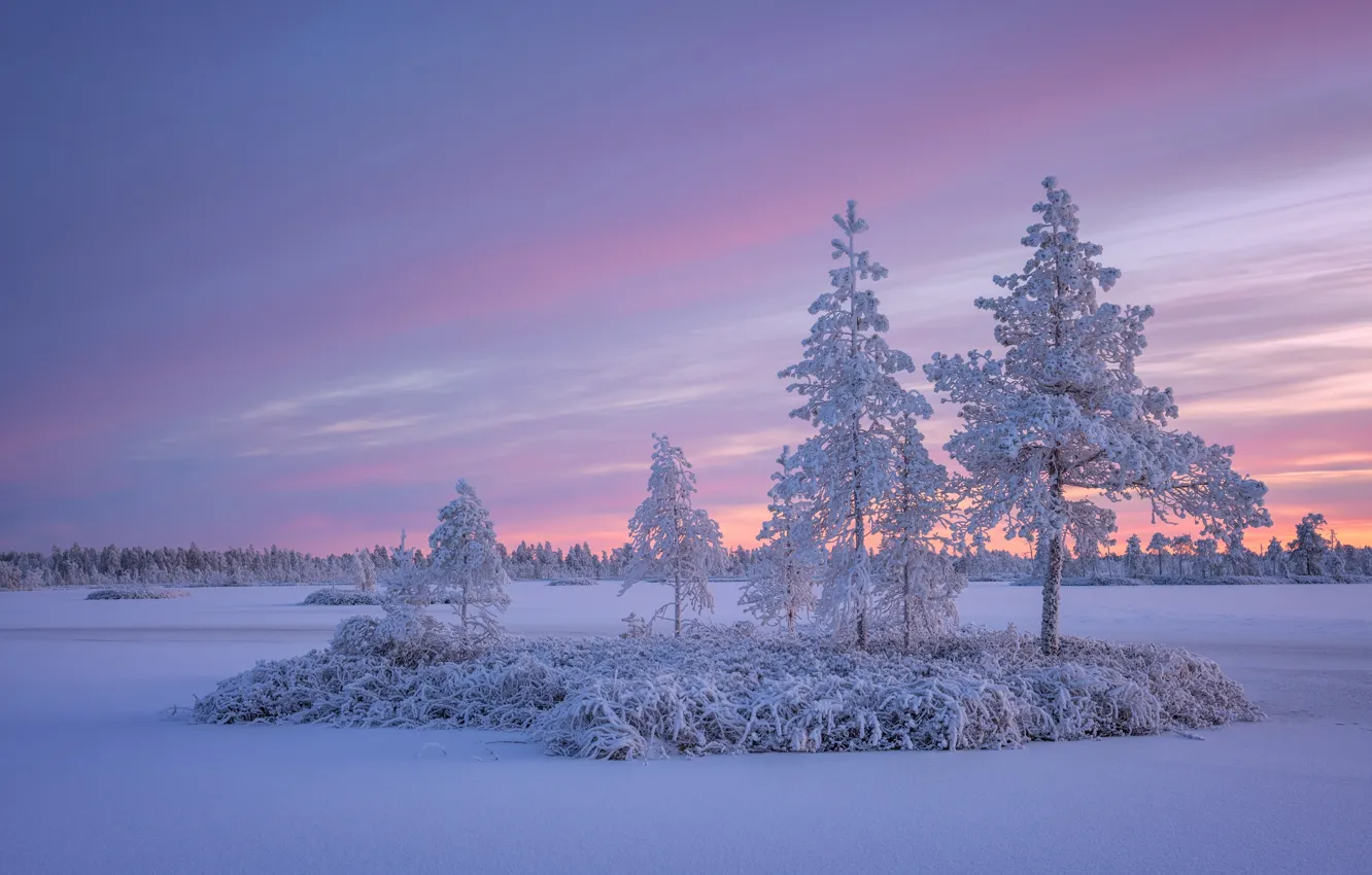 Фото обои зима, снег, деревья, закат, Россия, островок, Карелия, замёрзшее озеро