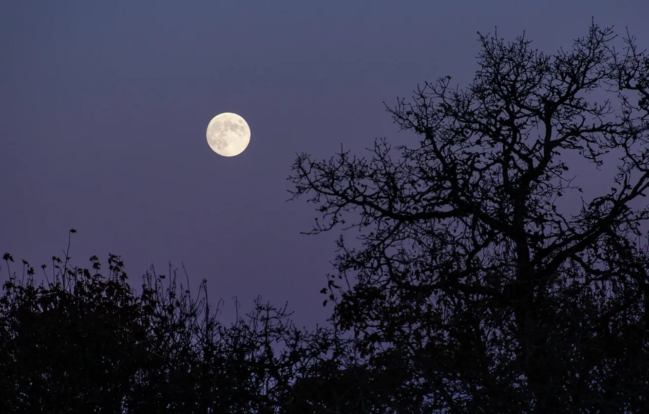Фото обои небо, деревья, ночь, природа, луна, Орегон, США, полнолуние