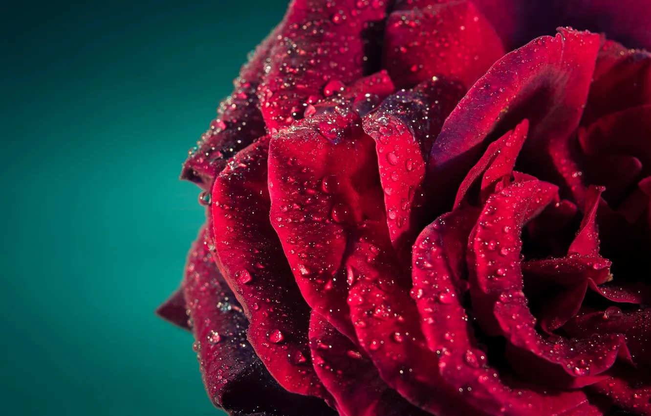 Фото обои капли, макро, роса, роза, лепестки
