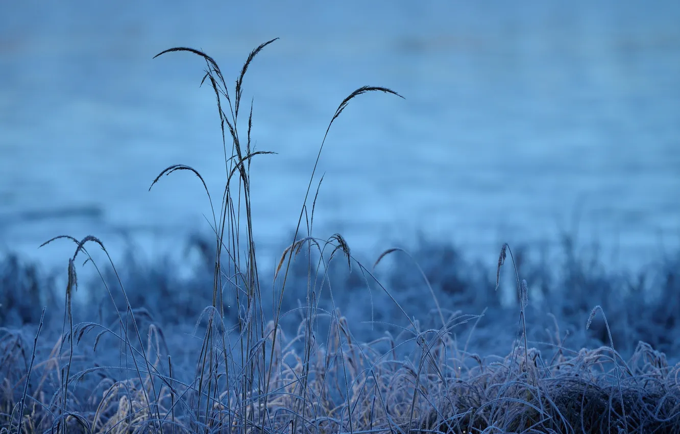 Фото обои холод, иней, трава, утро, мороз, травинки
