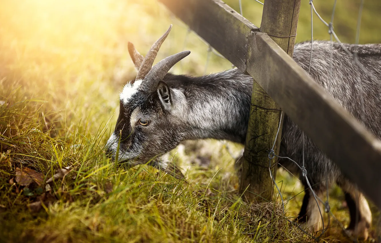 Фото обои природа, забор, коза