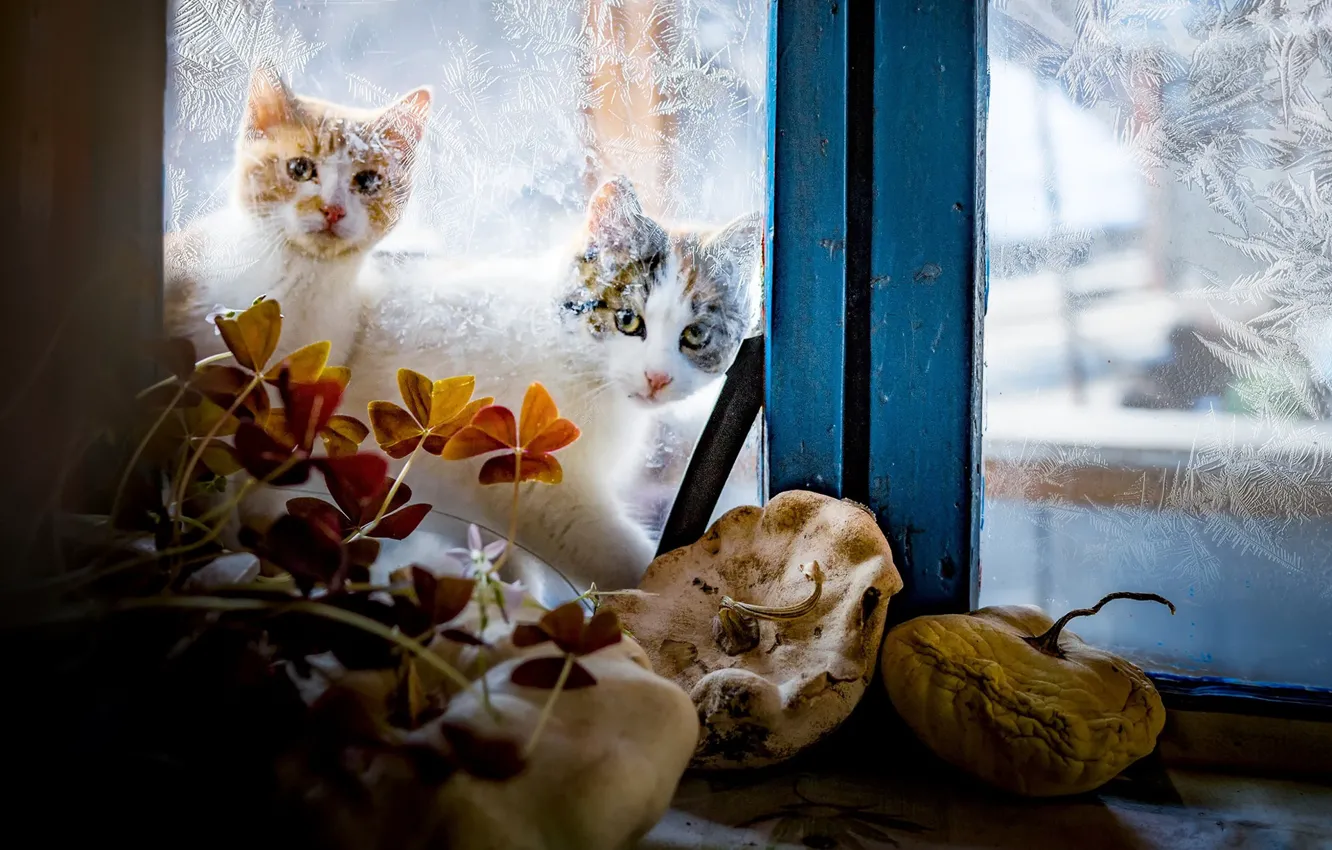Фото обои зима, стекло, кошки, узоры, окно, котэ, за окном, два штуки
