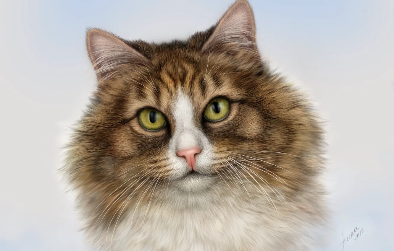 Фото обои глаза, кот, усы, взгляд, морда, портрет, красавец