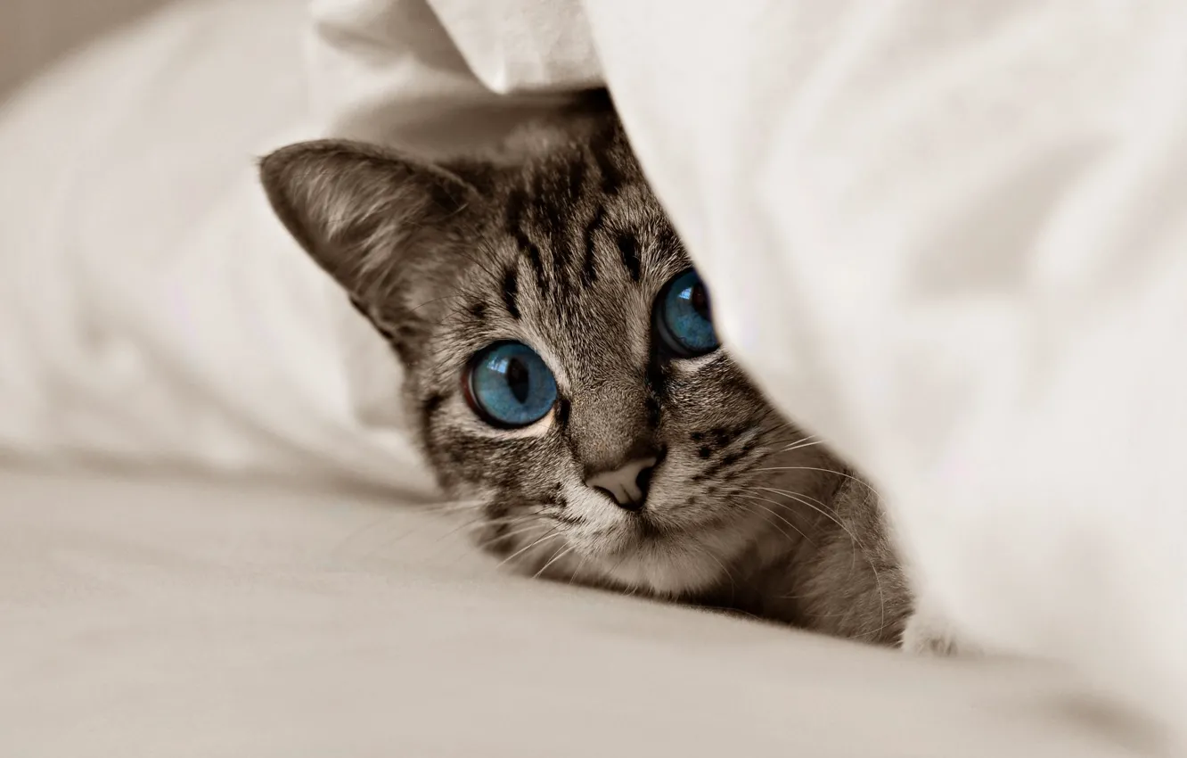 Фото обои животные, кот, взгляд, котёнок, голубые глаза