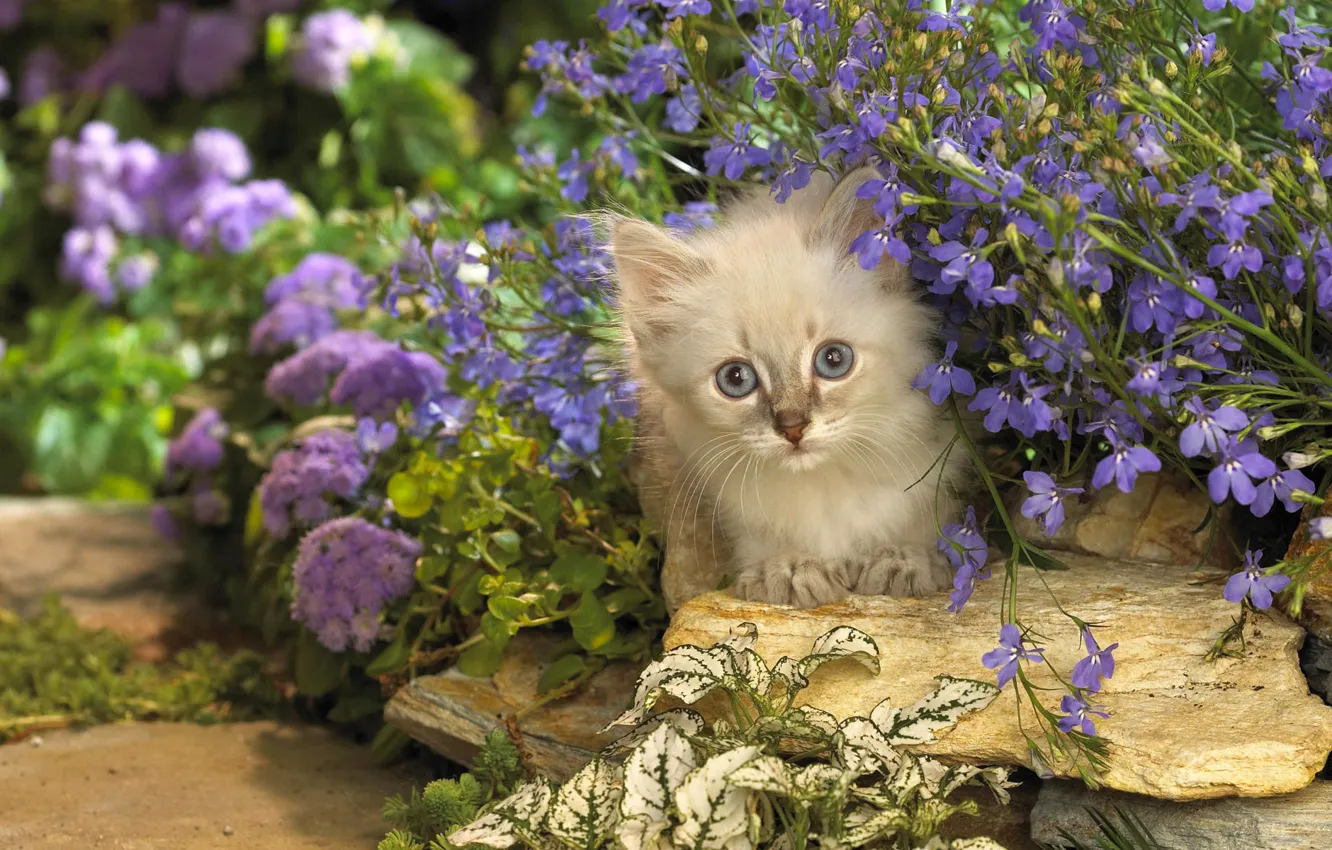 Фото обои кошка, кот, цветы, камни, котенок, сиреневые, котэ, выглядывает
