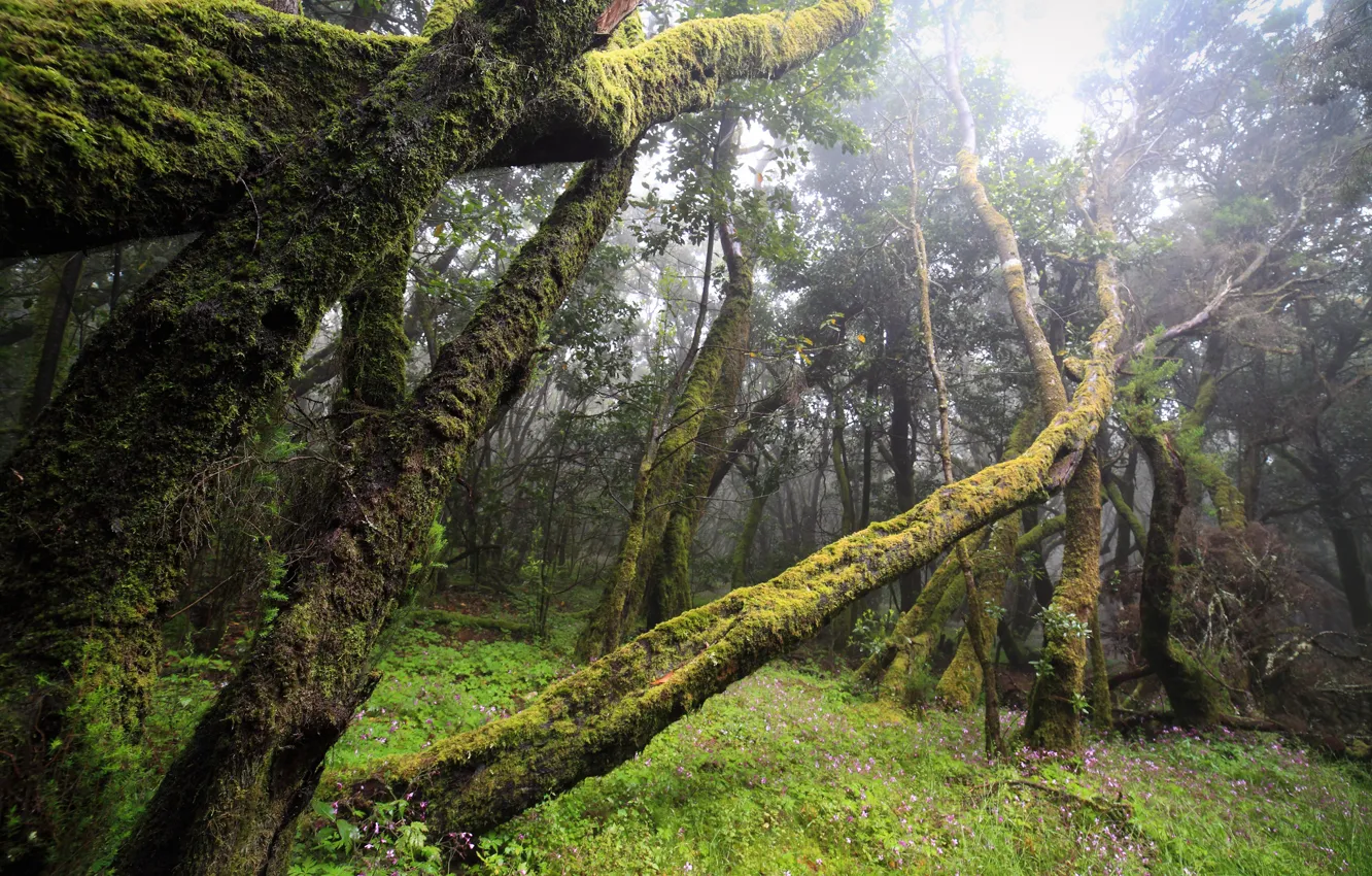 Фото обои лес, туман, мох, бурелом