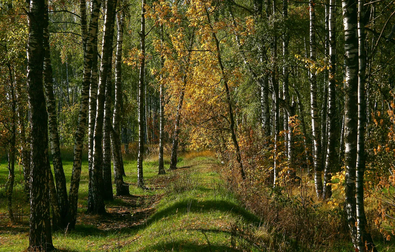 Фото обои осень, лес, солнце, природа, поляна, чаща, солнечно, русская