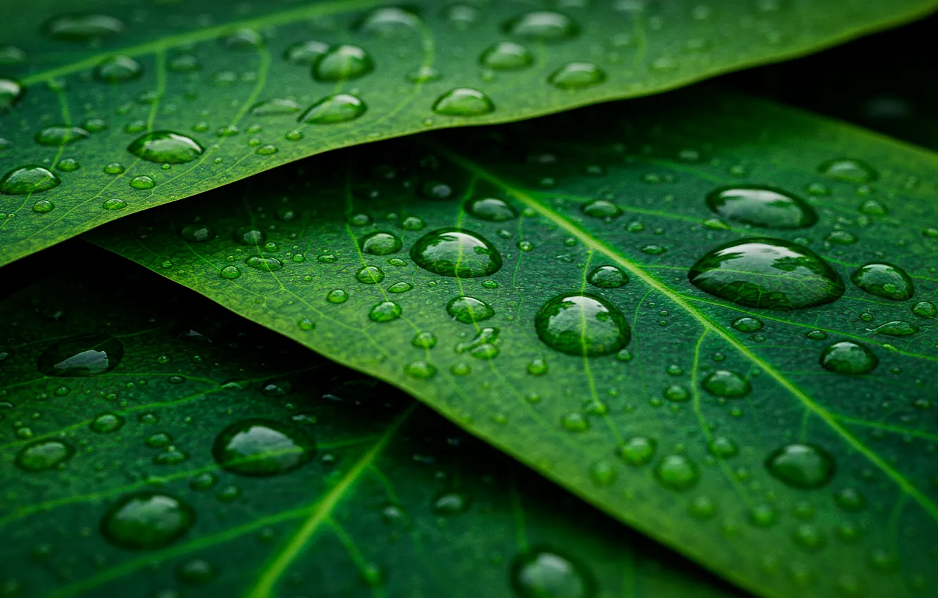 Фото обои листья, капли, фон, green, обои, арт, зелёный, wallpaper