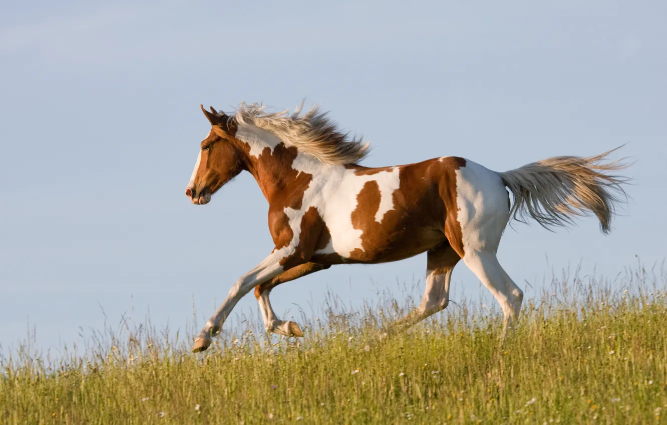 Фото обои трава, конь, лошадь, бег, бежит