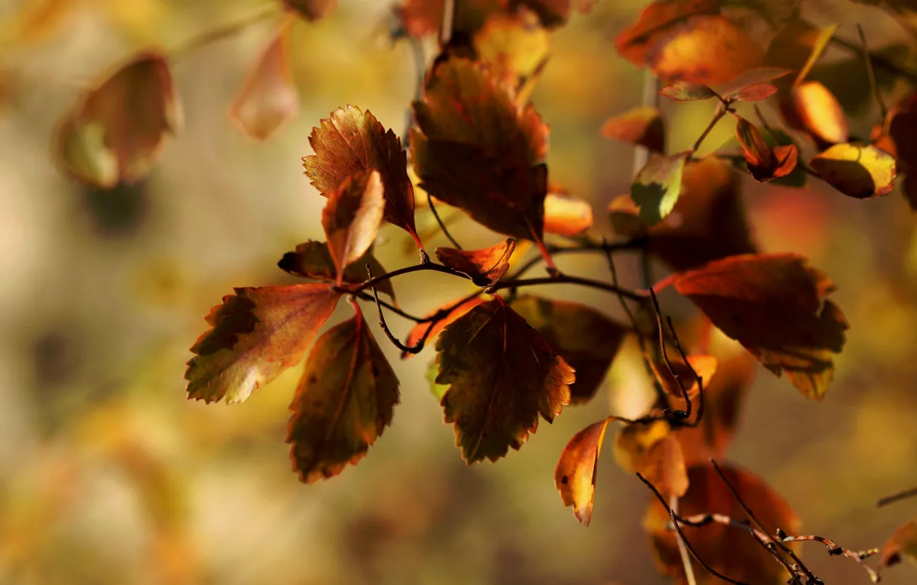 Фото обои осень, макро, листва, ветка, Janet рhotography