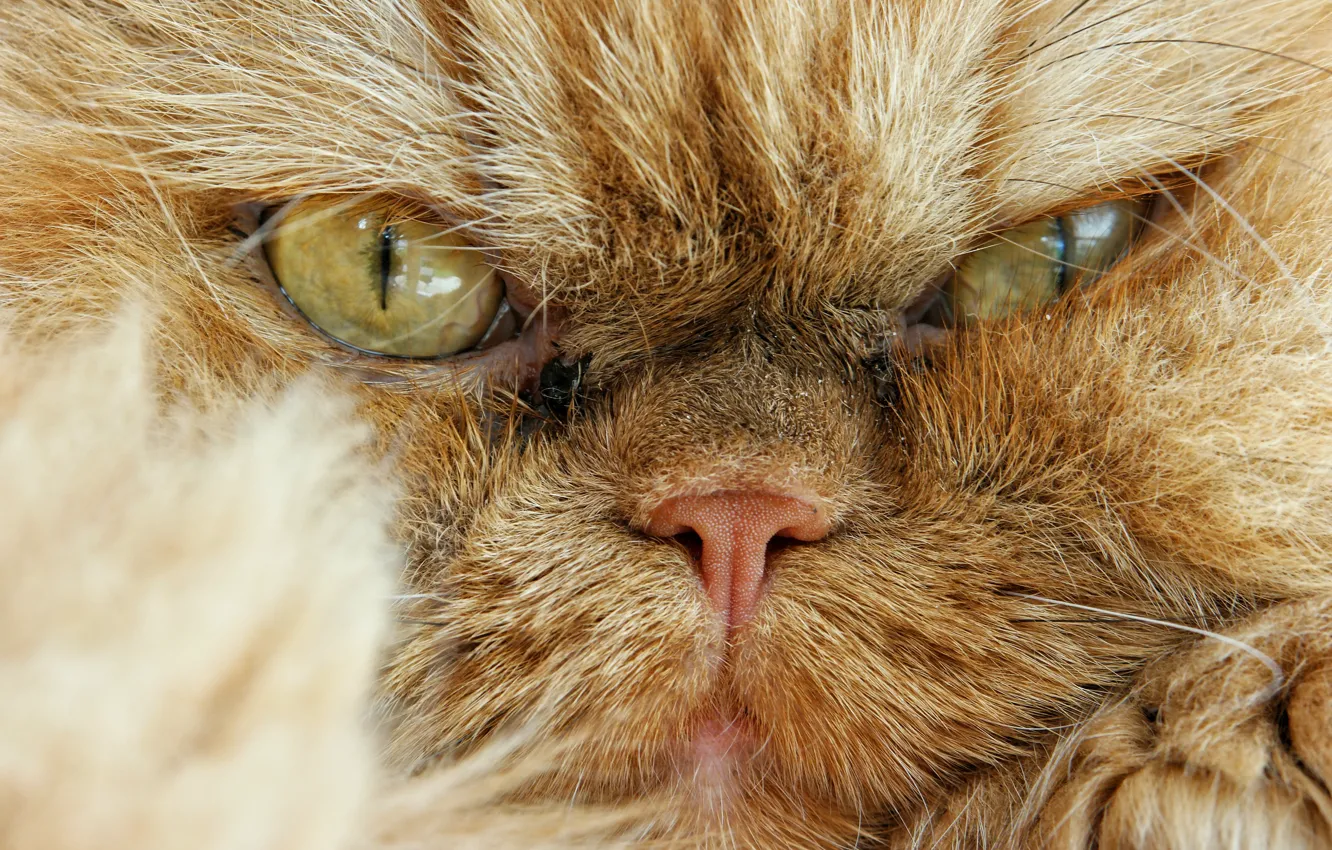 Фото обои кот, взгляд, мордочка, сердитый, Персидская кошка