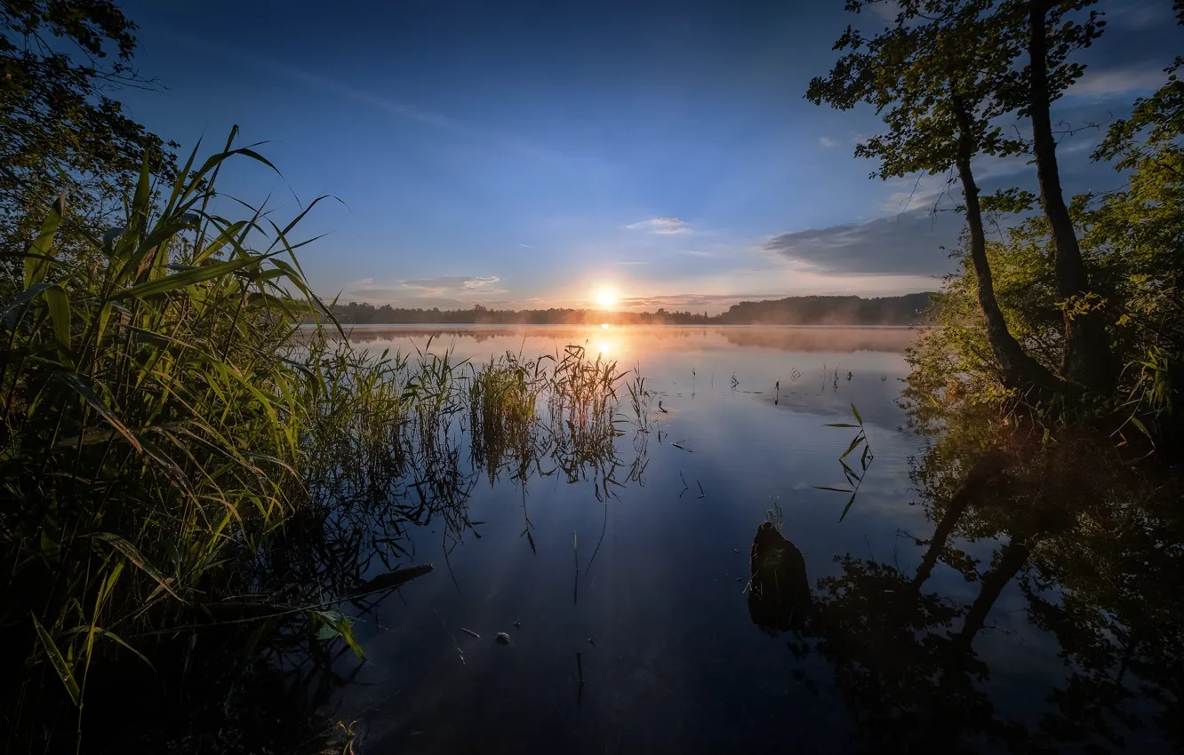 Фото обои деревья, озеро, восход, рассвет, утро, камыш, Россия, Шатурское озеро