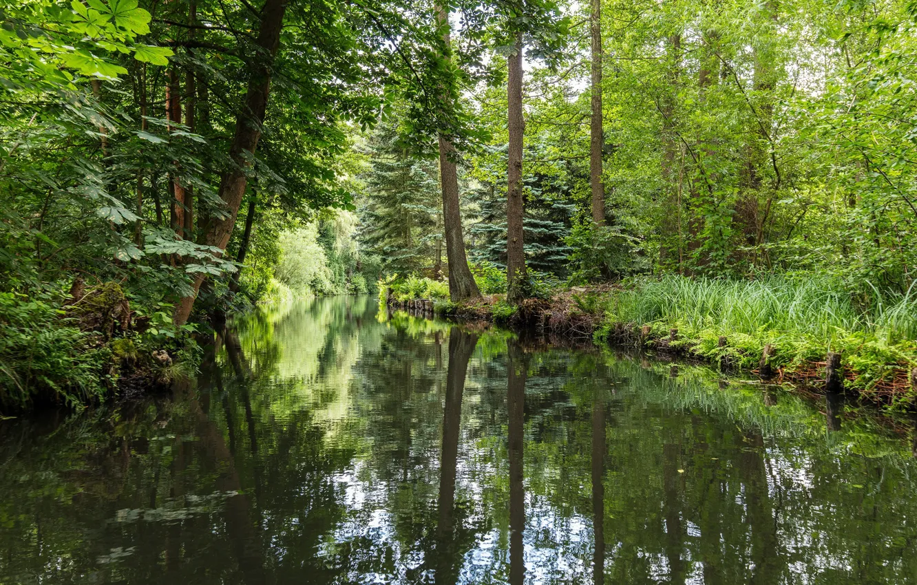 Фото обои лес, Германия, речка, Spreewald