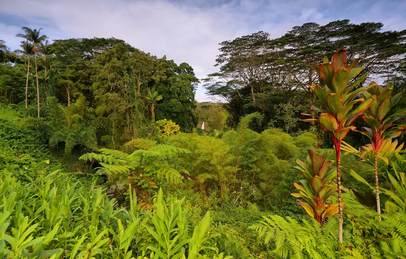 Фото обои зелень, деревья, тропики, пальмы, джунгли, Гавайи, США, кусты