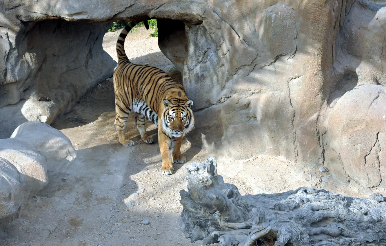 Фото обои кошка, хищник, Тигр, тигровый, вальер