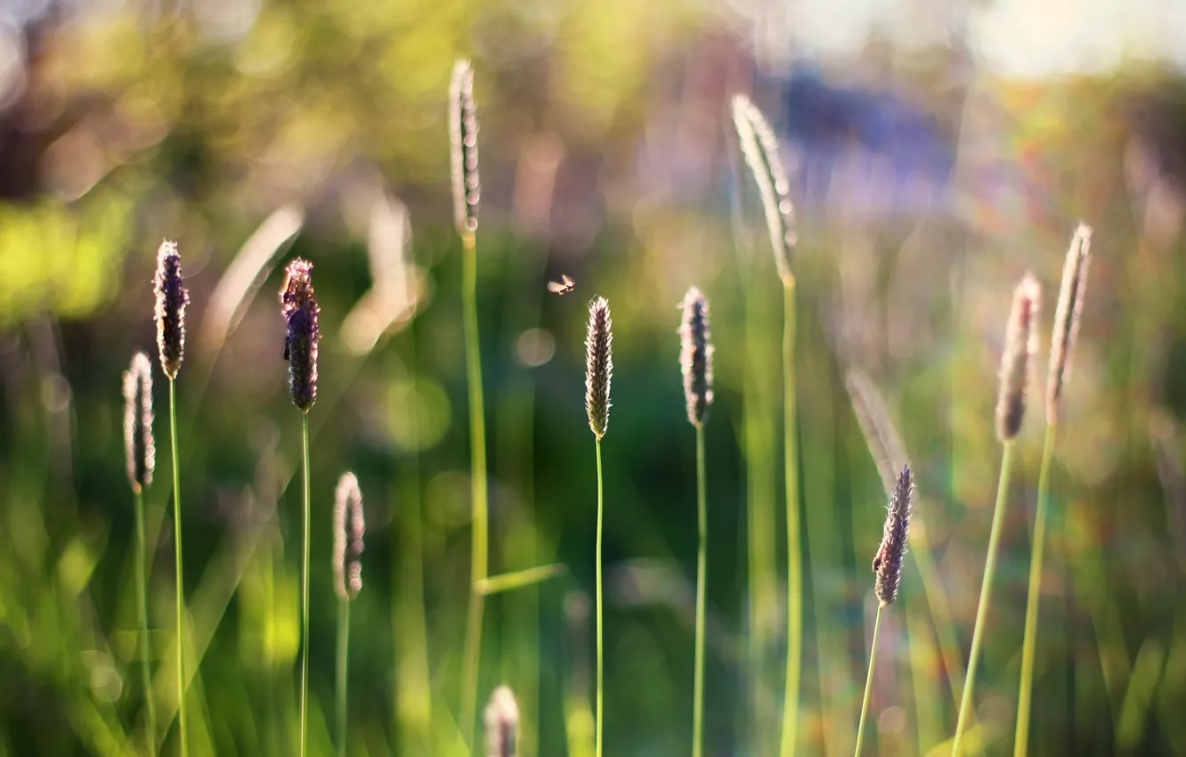 Фото обои трава, насекомые, колоски, боке