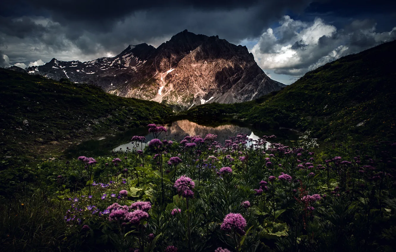Фото обои цветы, горы, ночь