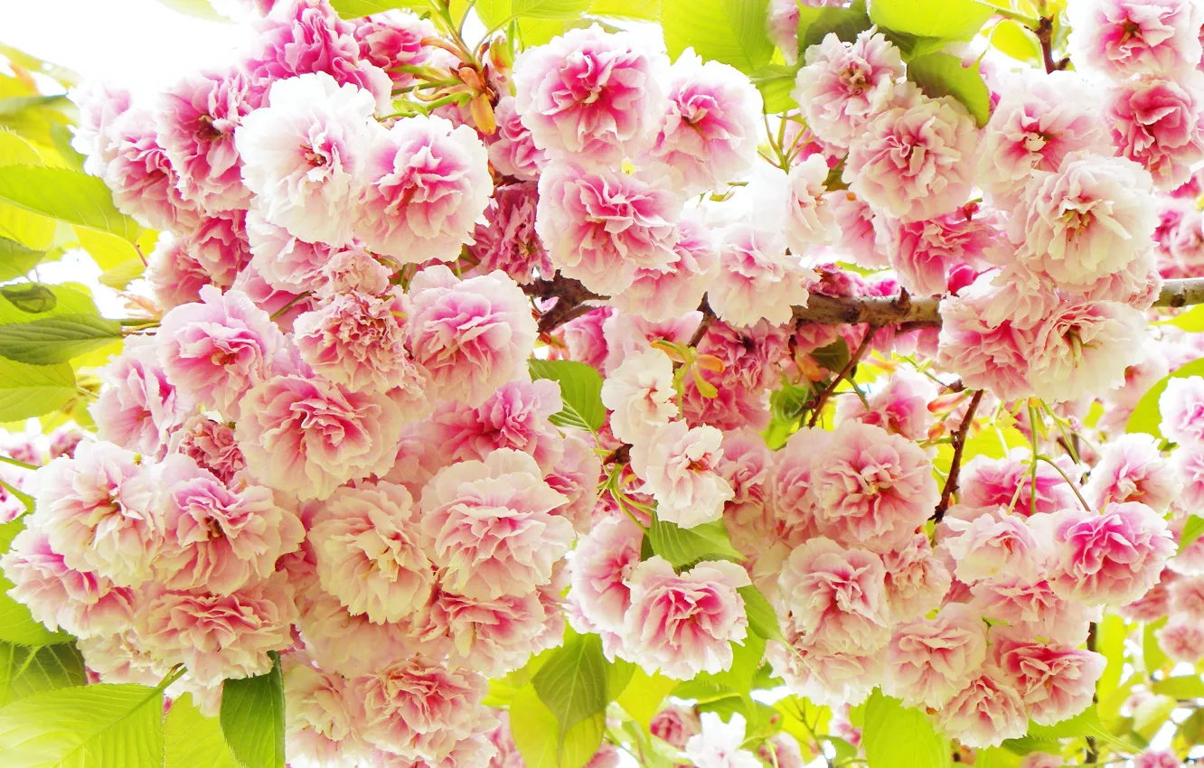 Фото обои цветы, весна, сакура, розовые