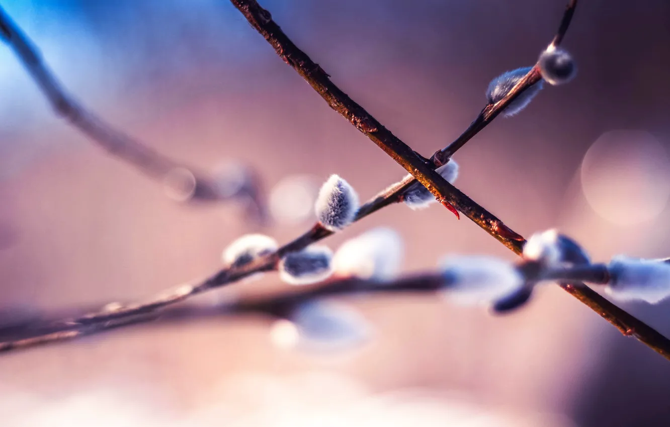 Фото обои макро, весна, верба