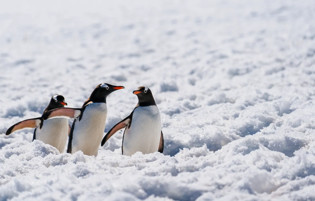 Фото обои wildlife, Antarctica, penguins