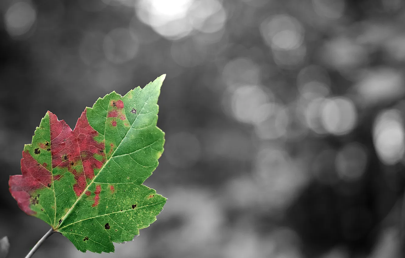 Фото обои осень, макро, лист, блики, серый, фон