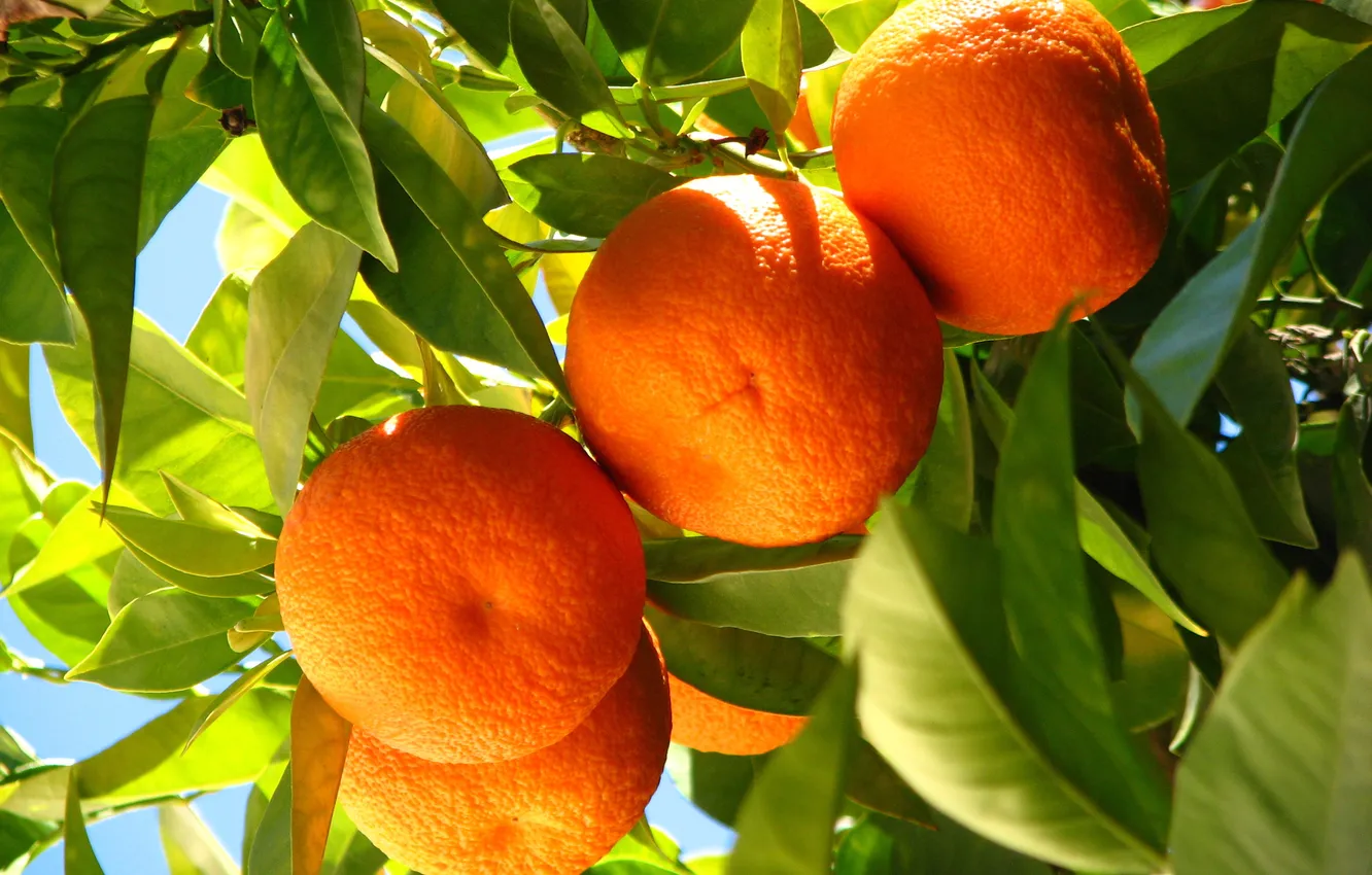 Фото обои апельсины, leaves, fruits, oranges