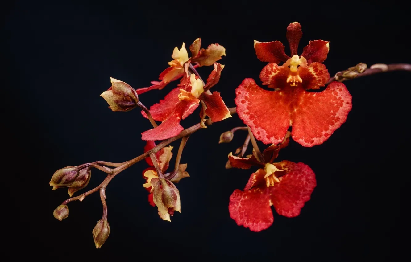 Фото обои макро, темный фон, ветка, красные, орхидеи