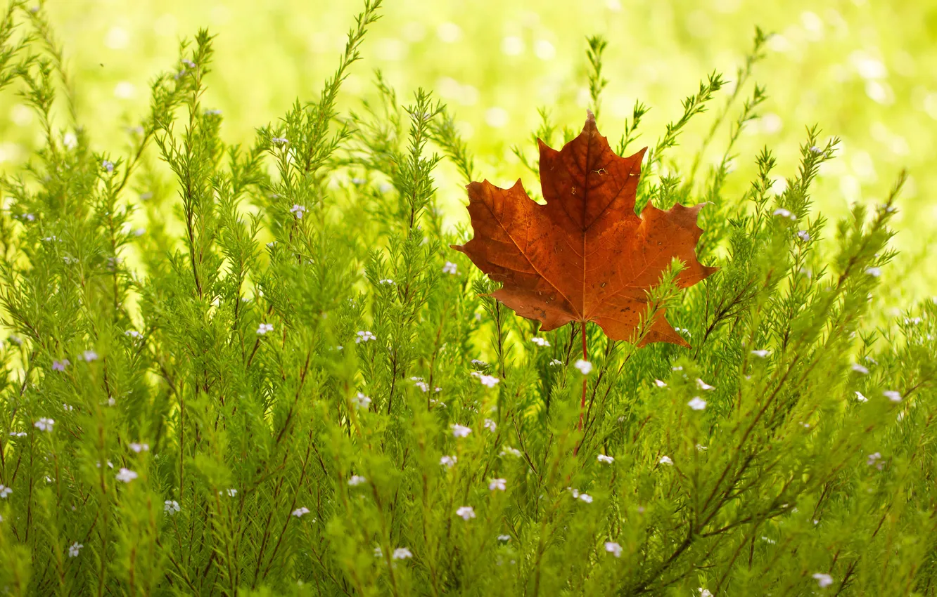 Фото обои осень, листья, кусты