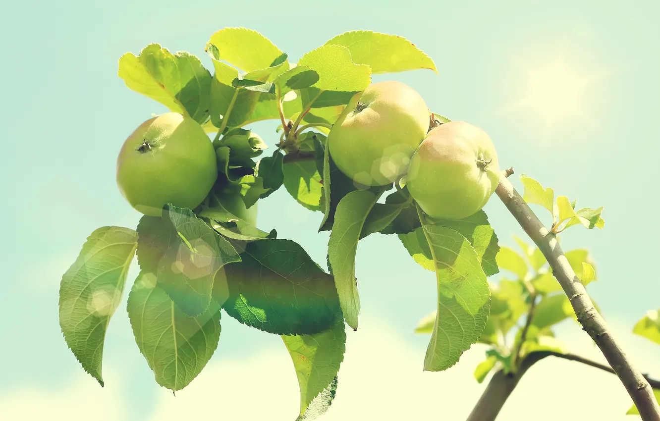 Фото обои листья, солнце, свет, ветки, природа, блики, дерево, яблоки