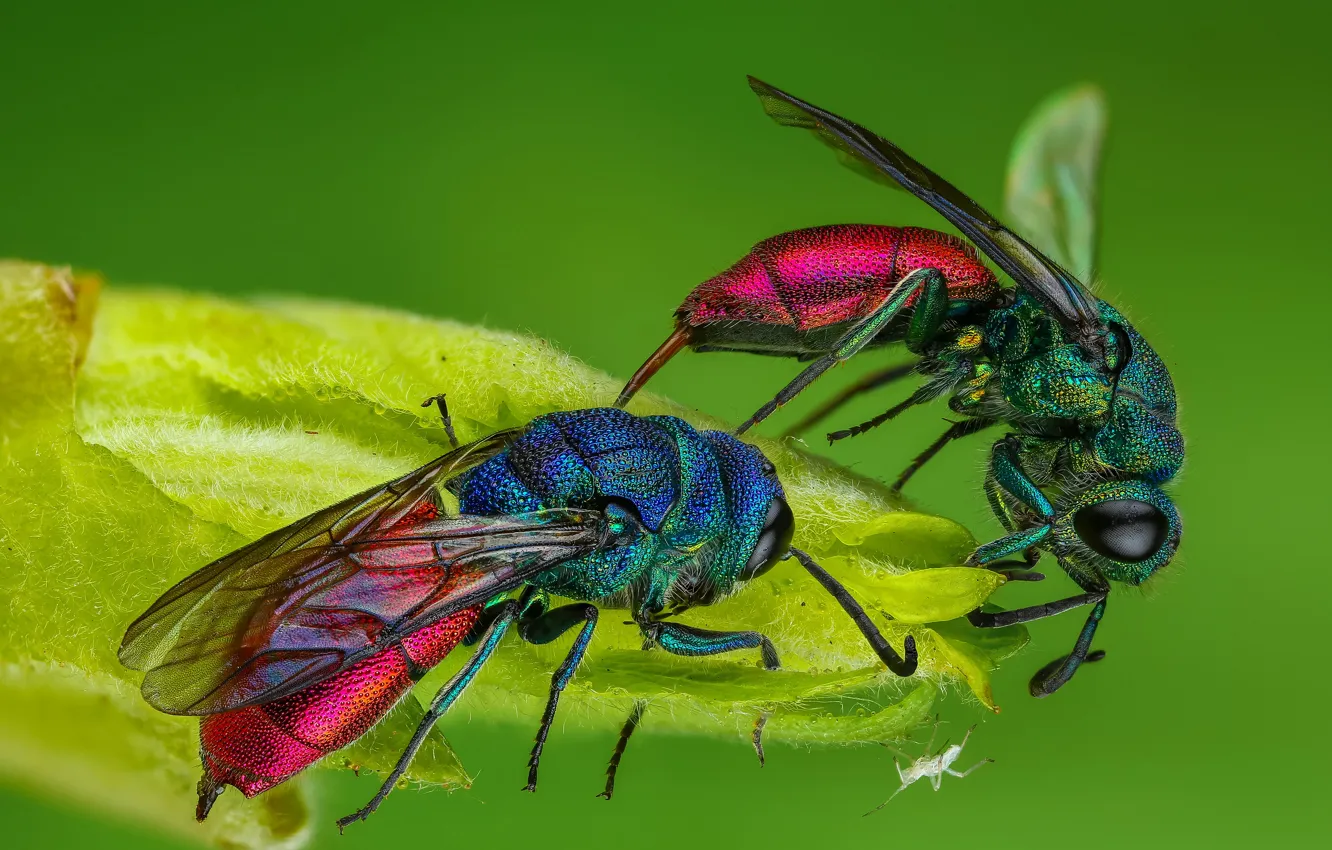 Фото обои макро, насекомые, зеленый, фон, две, листок, оса, паук