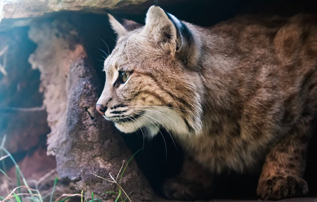 Фото обои nature, animal, wildlife, bobcat