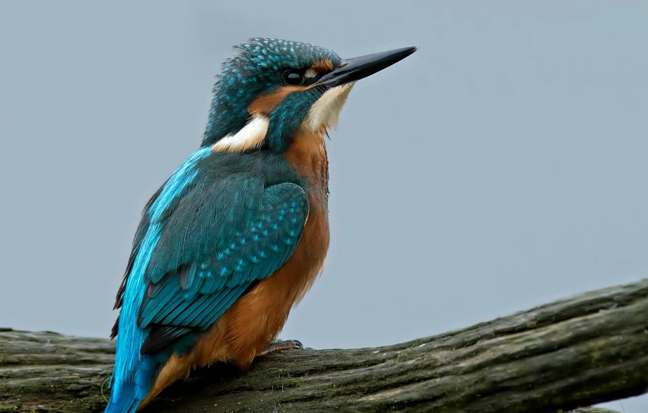 Фото обои bird, blue, tree, branch, Kingfisher