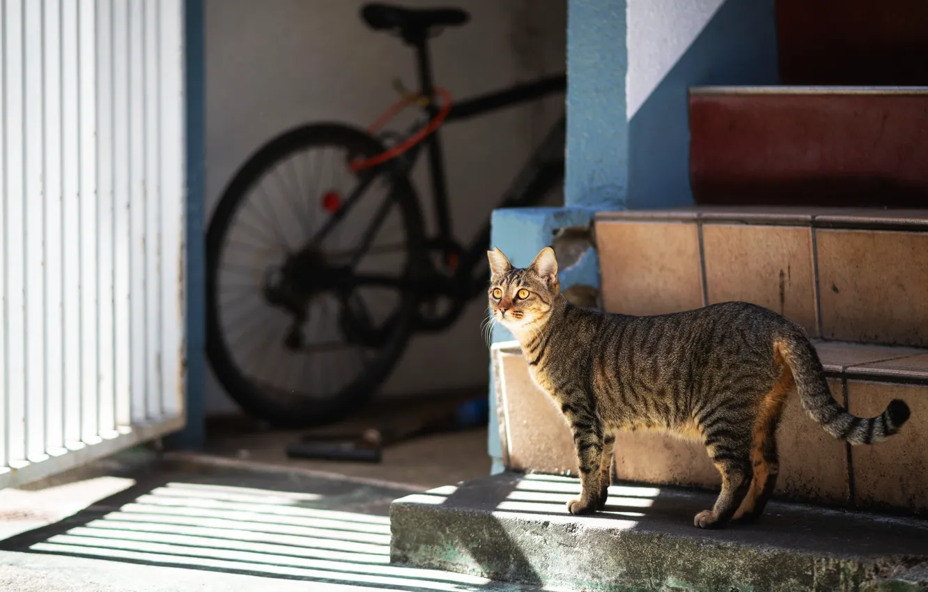 Фото обои кошка, кот, свет, велосипед, дом, серый, двор, лестница