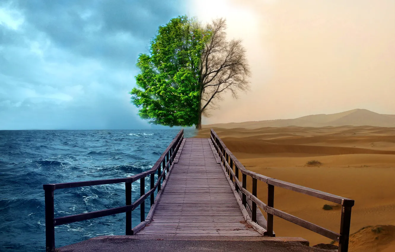 Фото обои море, вода, креатив, дерево, пустыня, дорожка